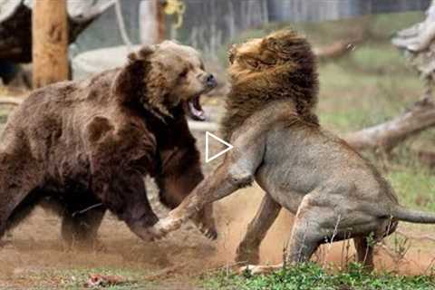 Bear VS Tigers, Wolves, Puma, Walrus, Cow and Pig