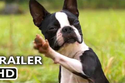 STRAYS Trailer (2023) Isla Fisher, Will Ferrell, Jamie Foxx, Comedy Movie