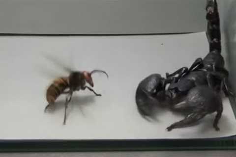 Giant Hornet vs Scorpion, Tarantula and Praying mantis